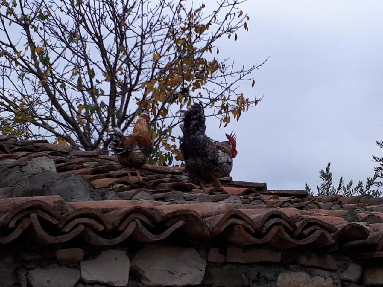 Hotel Omer The Ottoman House Berat Esterno foto